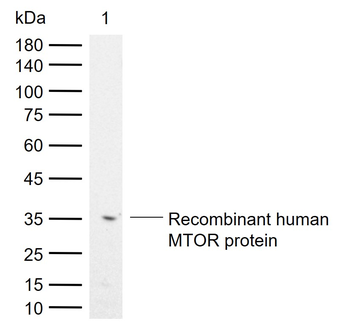 mTOR antibody