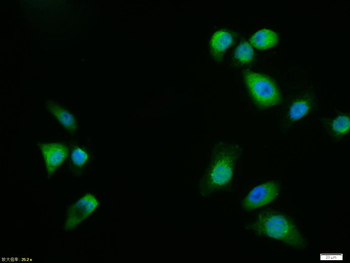 mTOR antibody