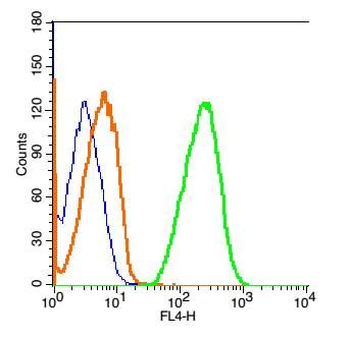 GLUR2 antibody