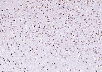 PEG3 antibody