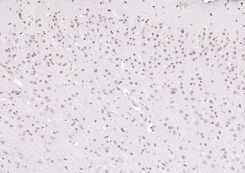 PEG3 antibody