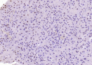 PEG3 antibody