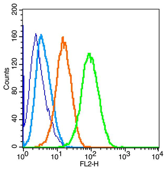 PERK antibody