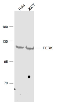 PERK antibody