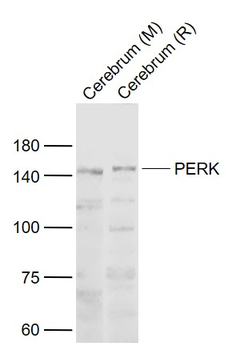 PERK antibody