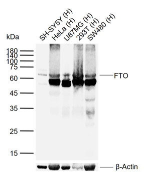 FTO antibody