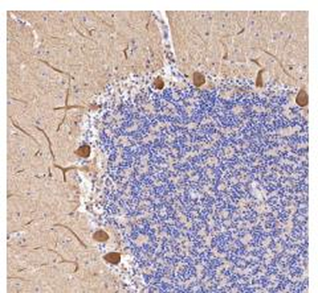 Calbindin antibody