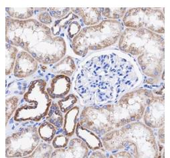 COX4I1 antibody