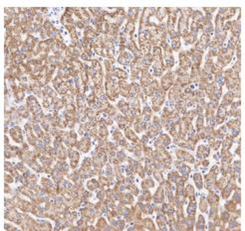 COX4I1 antibody