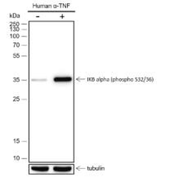 IKB Alpha (phospho-Ser32/Ser36) antibody