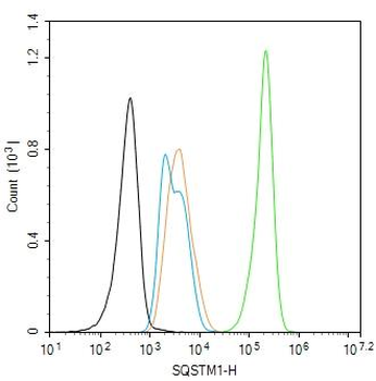 SQSTM1/p62 antibody