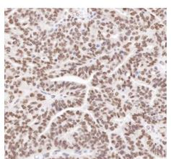 APEX1 antibody