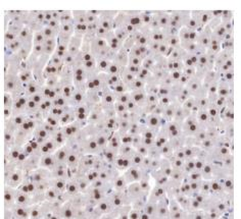 APEX1 antibody