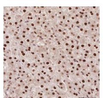 APEX1 antibody