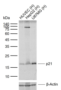 p21 antibody