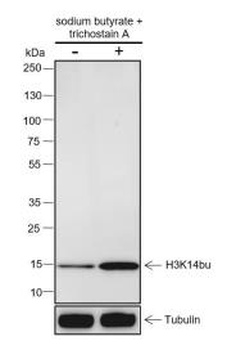 Histone H3 (Butyryl-Lys14) antibody