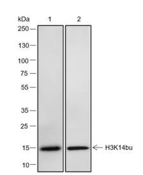 Histone H3 (Butyryl-Lys14) antibody