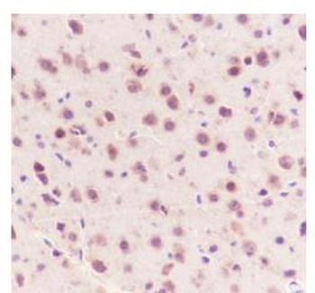 LRP1 antibody