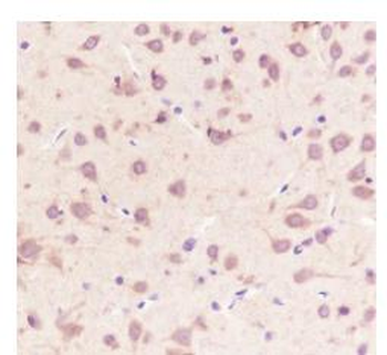 LRP1 antibody