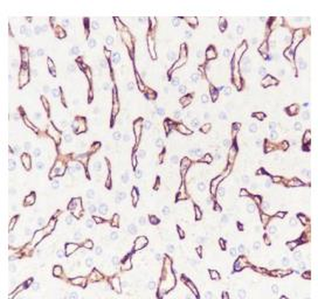 CD32 antibody