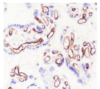 CD32 antibody