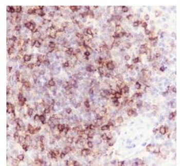 CD1c antibody