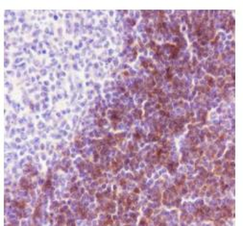 CD1c antibody