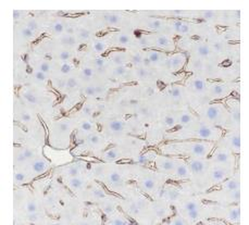 Moesin antibody