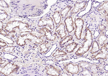 Lysozyme antibody