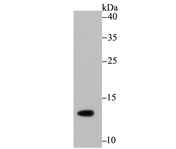 Histone H4 (acetyl K16) antibody