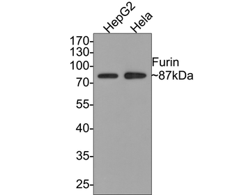 Furin antibody