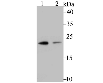 PSMB8 antibody