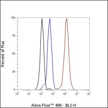 MMP3 antibody