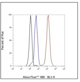 MMP3 antibody