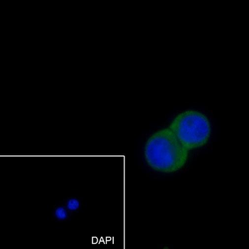 MMP3 antibody