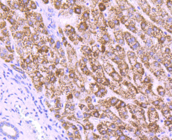 MMP3 antibody