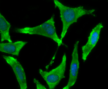 BMAL1 antibody