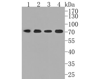 BMAL1 antibody