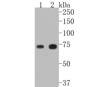 TAK1/MAP3K7 antibody