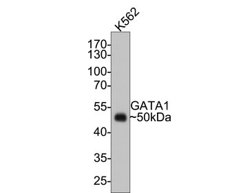 GATA1 antibody