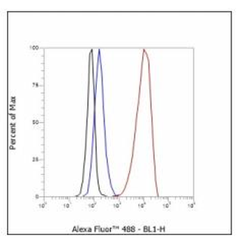 ADRB2 antibody