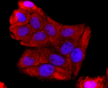 ABCG2 antibody