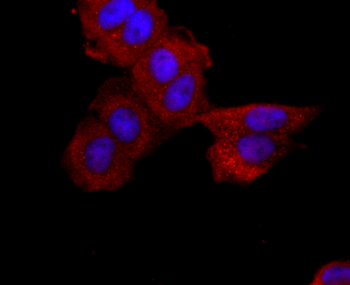 ABCG2 antibody