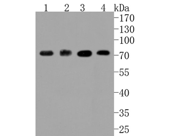 ABCG2 antibody