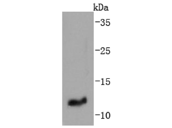 IGF2 antibody