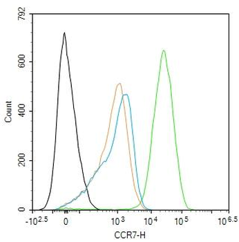 CCR7 antibody