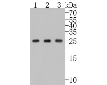 Hsp27 antibody