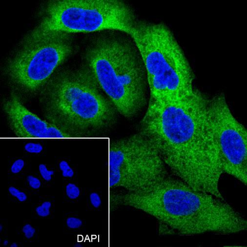 Hsp27 antibody