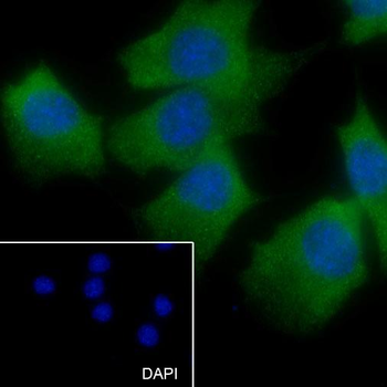 Hsp27 antibody