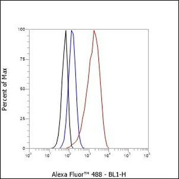 Hsp27 antibody